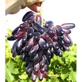 BALDUR Garten 1x Weinreben Tafeltraube 'Souvenir®' dattelförmig, Vitis vinifera, winterhart, Wasserbedarf gering, selbstfruchtend, reiche Ernte a...