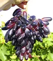 BALDUR Garten Obstpflanze Tafeltraube 'Souvenir®' dattelförmig, 1 St., Weintraube, winterhart, mehrjährig, pflegeleicht