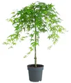 Dehner Gehölze Fächerahorn Ryusen, Acer palmatum, 60-70 cm exkl. Pflanztopf, seltene Zierahorn-Sorte mit hängendem Wuchs