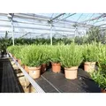 echter Rosmarin Officinalis 50 - 60 cm Höhe, XL Busch Ø 25-30 cm, stehend, winterhart Kräuter
