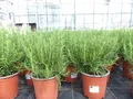 gruenwaren jakubik Rosmarin Rosmarin Officinalis 50-60 cm Höhe, XL Busch Ø 25-30 cm, stehend, winterhart Kräuter