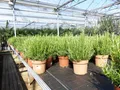 gruenwaren jakubik Gemüsepflanze echter Rosmarin Officinalis 50 - 60 cm Höhe, XL Busch Ø 25-30 cm