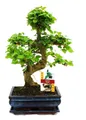 Chinesischer Liguster als Bonsai – Ligustrum sinensis – ca. 8 Jahre alt