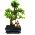 Exotenherz Bonsai Chinesischer Liguster Ligustrum Sinensis ca. 8 Jahre
