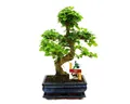 Exotenherz Zimmerpflanze Troène chinois du Bonsaï - Ligustrum sinensis - env. 8 ans