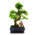 Exotenherz - Bonsai Chinesischer Liguster - Ligustrum sinensis - ca. 8 Jahre