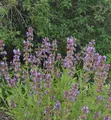 Echter Salbei Würzburg - Salvia officinalis