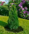 Pflanzen für Dich Konifere Thuja occ. Holmstrup, 1 St., Lebensbaum, Abendländischer Lebensbaum, kompakt, immergrün
