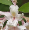Wildart Rhododendron 40-50cm - Rhododendron arborescens