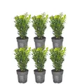 Plants by Frank | Buchsbaum Echte Pflanzen | 1 Meter Buchshecke | Buxbaum/Buxsbaum | 6 Heckenpflanzen immergrün winterhart schnellwachsend | Direkt aus der Gärtnerei