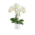 PASCH® Orchideen künstlich in Hochglanz-Keramiktöpfen (46cm) | Kunstblumen im Topf | Kunstblumen wie echt | künstliche Orchideen im Topf (Weiß)