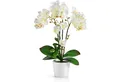 Kunstorchidee PASCH® Orchidee künstlich wie echt (46cm) in Hochglanz-Keramiktopf Orchidee, PASCH, Real Touch