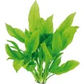 Dennerle Plants Aquariumpflanze Echinodorus Grisebachii Bleherae XML Pflanze