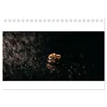 CALVENDO Wandkalender Trauringe (Tischkalender 2025 DIN A5 quer), CALVENDO Monatskalender 21.0 cm x 1 cm x 14.8 cm