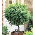 BALDUR Garten 1x Kugel-Akazien-Stämmchen, Pflanze im 3 Liter-Topf, Robinia pseudoacaia Umbraculifera, dekorativ, winterhart, pflegeleicht, für St...