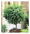 Kugel-Akazien-Stämmchen, 1 Pflanze, Robinia pseudoacaia Umbraculifera winterhart