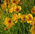 Mädchenauge Schnittgold - Coreopsis grandiflora