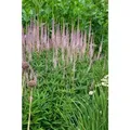 Veronicastrum Virginicum Roseum Kandelaber Ehrenpreis Ca. 9x9 cm Topf