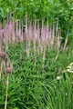 Pflanzen für Dich Staude Veronicastrum virg. Roseum, 1 St., Kandelaber-Ehrenpreis, Virginischer Ehrenpreis