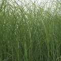 Blumixx Stauden Miscanthus sinensis ‘Gracillimus’ – Feinhalm-Chinaschilf, grün-weiß schimmerndes Ziergras, winterharte pflegeleichte Gartenstaude, hoher Wuchs, für Beet, Kübel & Gartengestaltung