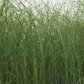 Feinhalm-Chinaschilf Miscanthus sinensis 'Gracillimus' winterhart Ziergras