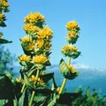 Pflanzen für Dich Staude Gentiana lutea, 1 St., Gelber Enzian, Bitterwurz