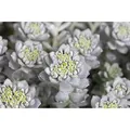 Sedum Spathulifolium Cape Blanco Silbergrau Ca. 9x9 cm Topf