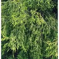 Gelbe Zwerg Faden Zypresse Golden Mop 25-30cm - Chamaecyparis pisifera