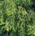 Gelbe Zwerg Faden Zypresse Golden Mop 25-30cm - Chamaecyparis pisifera
