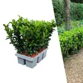 Plants by Frank | 6 Grüne Spindelstrauch Heckenpflanzen | Euonymus Japonicus 'Green Spire' | Japanischer Spindelstrauch | Winterhart | Immergrüne Hecke | Gartenpflanzen