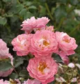 Hochstamm Rose Charmant 60-80cm