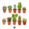 10 verschiedene Kakteen 5,5cm Topf im Set