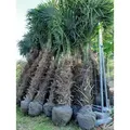Palme Hanfpalme Trachycarpus Fortunei ca. Höhe: 250cm - 270cm Höhe Winterhart –19 °C, Stamm: 120cm,  Qualität Premium