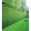 BALDUR Garten 20er Leyland-Zypressen-Hecke, Pflanzen im 9x9 cm-Topf, Cupressocyparis leylandii winterhart und immergrün, Cupressocyparis leylandii...