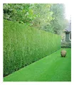 BALDUR Garten Leyland-Zypressen-Hecke, 20 Pflanzen Cupressocyparis leylandii winterhart und immergrün, Cupressocyparis leylandii, Bastardzypresse, schnellwachsend
