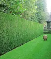 BALDUR Garten Hecken Leyland-Zypressen-Hecke 20 Pflanzen, 20 St., Schnellwachsend, immergrün, winterhart, mehrjährig, blickdicht