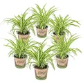 Bloomique - 6er-Set - Chlorophytum Variegatum - Grünlilie - Zimmerpflanzen - Luftreinigend - Tierfreundlich - Höhe 20-30 cm - Topf 12 cm