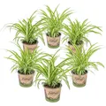 Bloomique - 6er-Set - Chlorophytum Variegatum - Grünlilie - Zimmerpflanzen - Luf