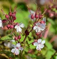 Balkanstorchschnabel Spessart - Geranium macrorrhizum - lebende Gartenpflanze aus den Baumschulen