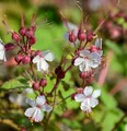 Balkanstorchschnabel Spessart - Geranium macrorrhizum