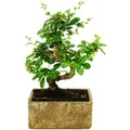 Exotenherz Bonsai für Zimmer in Moderner Trendkeramik Zimmerbonsai Carmona 6 Jahre Alt Steinoptik