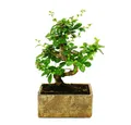 Exotenherz Zimmerpflanze Zimmerbonsai in moderner Trendkeramik Carmona 6 Jahre alt Steinoptik