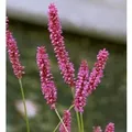 Kerzenknöterich Pink Elephant - Persicaria amplexicaulis
