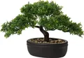 Täuschend echter Kunstbonsai Podocarpus für Deko in Schwarz