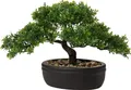Keramik Pflanztopf Bonsai Übertopf Zeder Kiefer 1 Stück Blumentopf Garten Deko