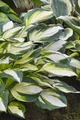 Pflanzen für Dich Staude Hosta fortunei Fire and Ice, 1 St., Funkie