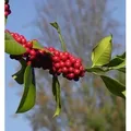 Fruchtende Stechpalme Ilex 60-80cm - ilex aquifolium