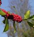 Fruchtende Stechpalme Ilex 60-80cm - ilex aquifolium
