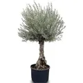 Sunny-Tree - Olivenbaum Olea Europea - Winterharte Olvenbaum Bonsai 250 cm - 80 Jahre alter Olivenbaum und Fruchttragend