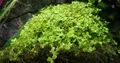 Aquarium Wasserpflanze 10 St. Micranthemum tweediei Monte Carlo AquaOne 325 Set